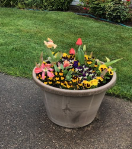 A potted plant outside3