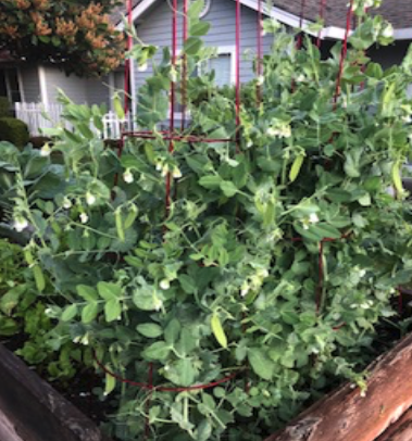 A vine growing in the garden