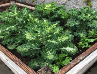 Leafy greens growing in a plant bed