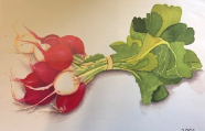 Artist created radishes