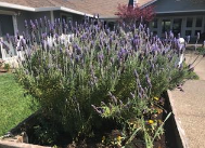 A large lavender bush.