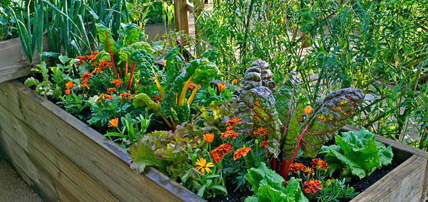 Garden for our dining